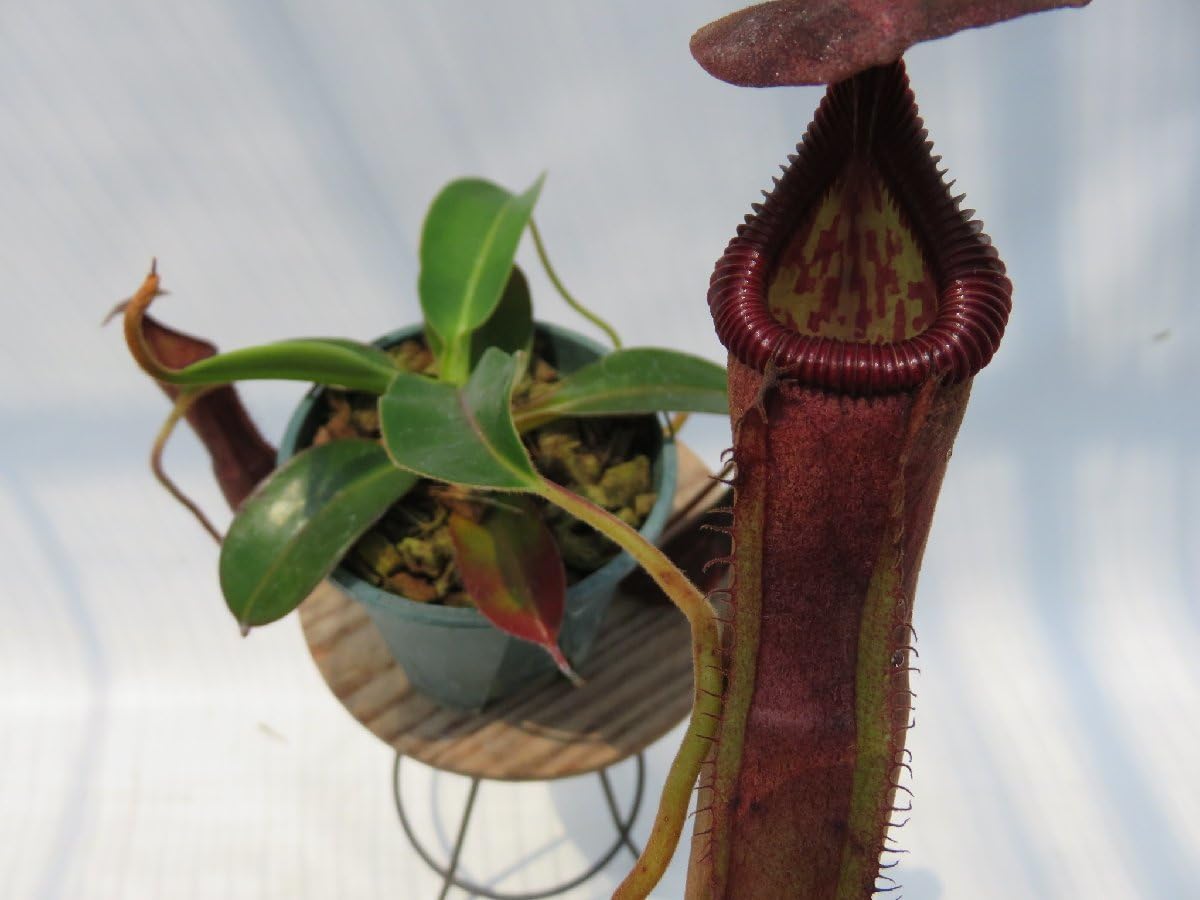 Amazon.co.jp: N.(boschiana × glandulifera)BE-3535 × N.edwardsiana